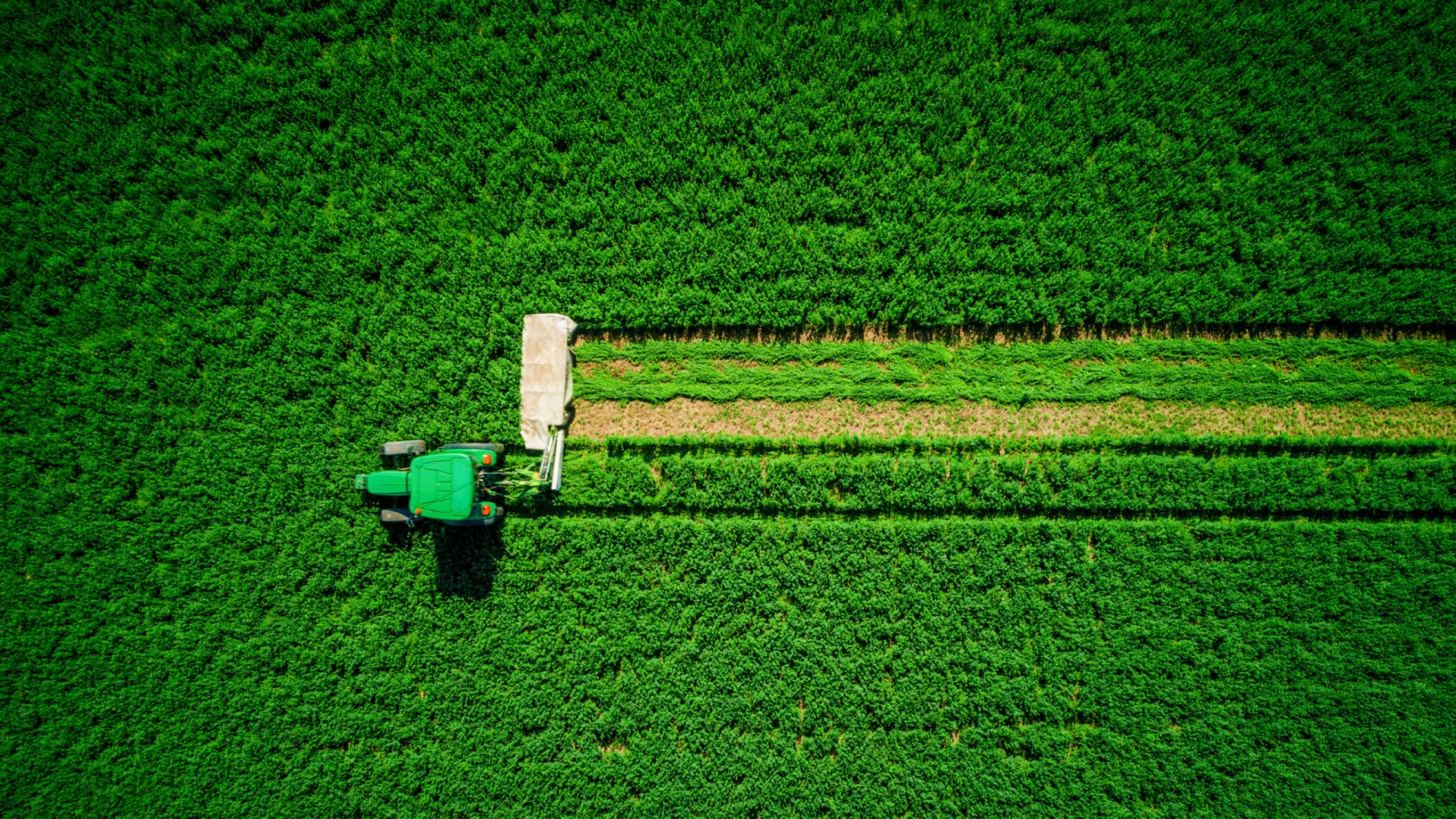 Identidade visual e verbal de marca